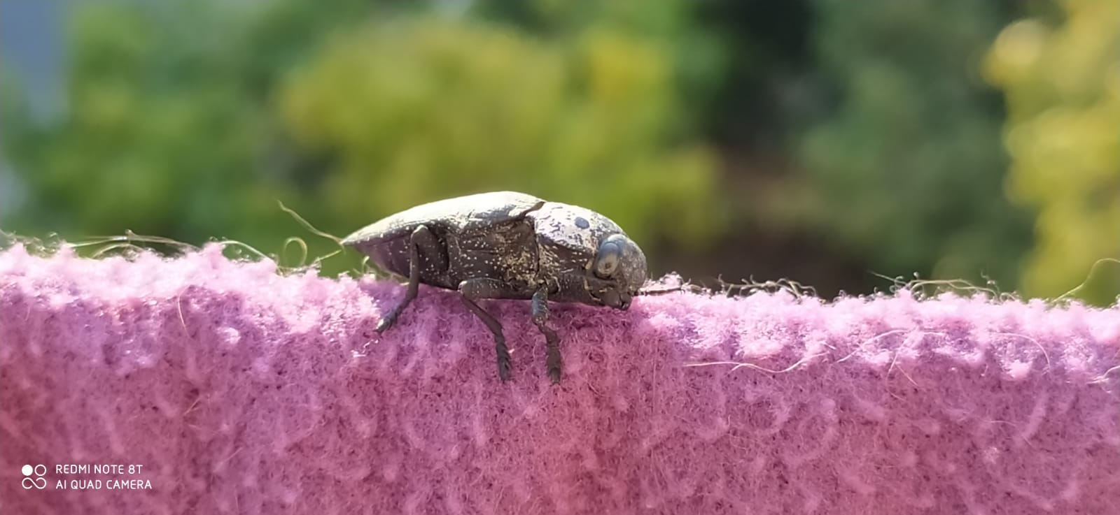 Coleottero? S, Buprestidae: Capnodis tenebrionis